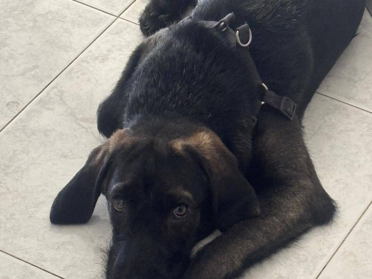 Adozione cane, maschio, Razza sconosciuta Razza sconosciuta, 5 mesi, taglia media, Catanzaro