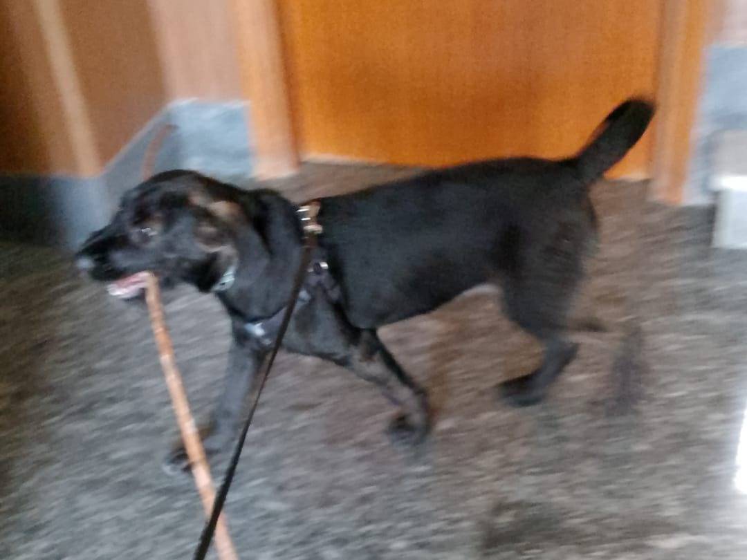 Adotta un cane, maschio, 5 mesi, Catanzaro
