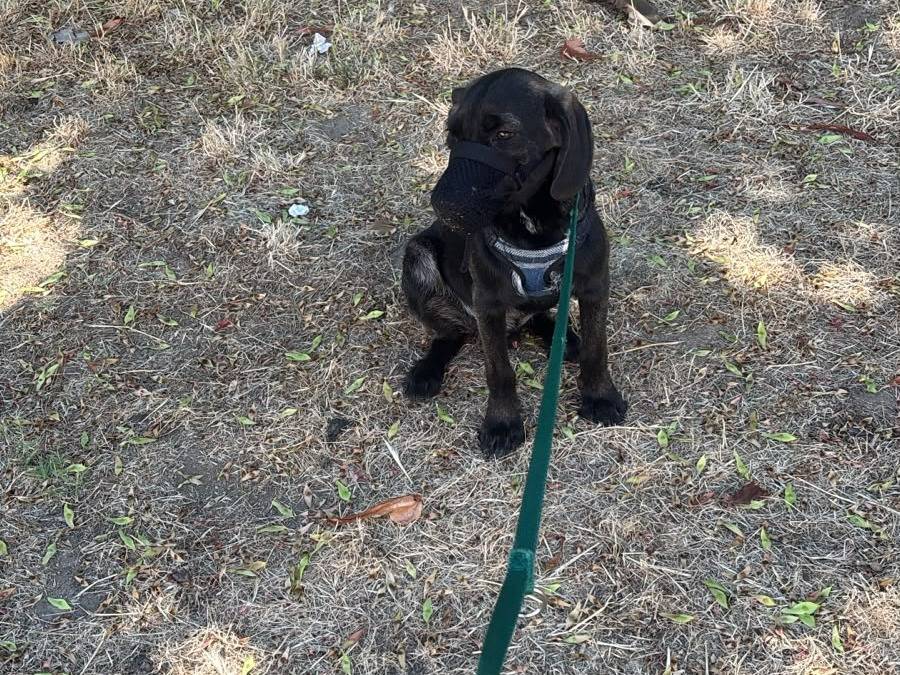 Adotta un cane, taglia media, maschio, Catanzaro