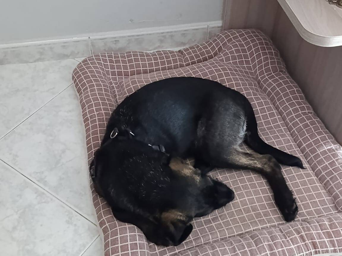 Vuoi adottare un cane a Catanzaro?
