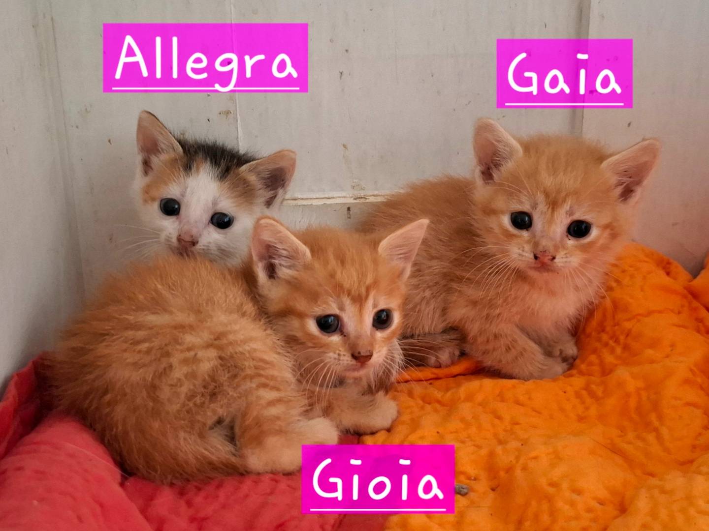Adozione gatto, femmina, Razza sconosciuta Razza sconosciuta, 1 mese, taglia non valida, Roma