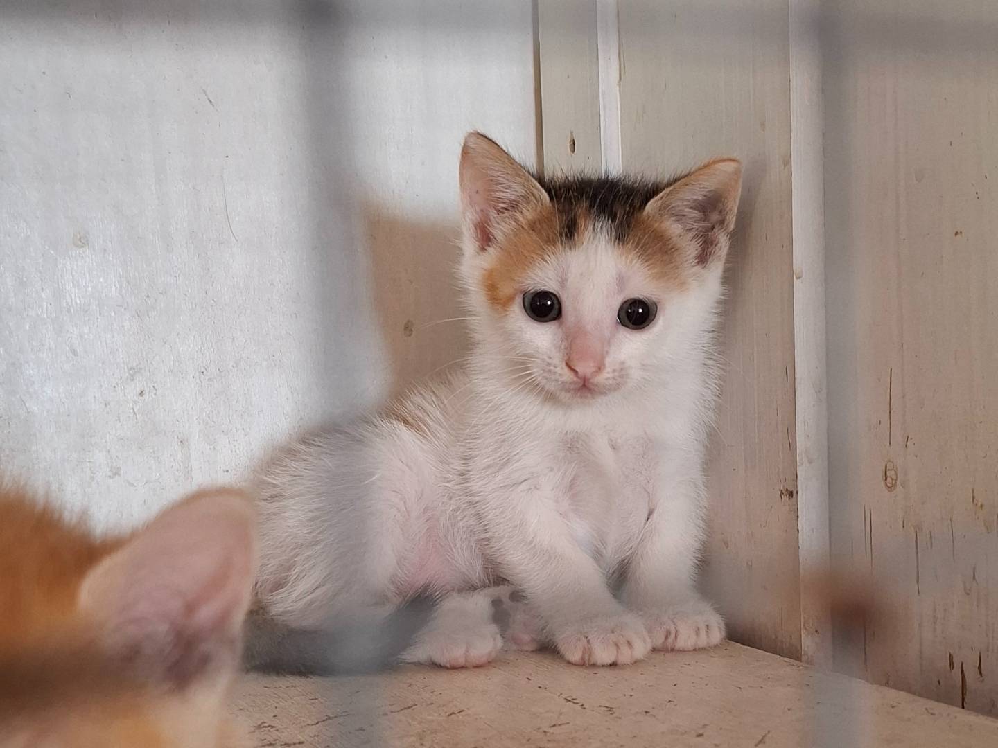 Adozione gatto, femmina, Razza sconosciuta Razza sconosciuta, 2 settimane, taglia non valida, Roma