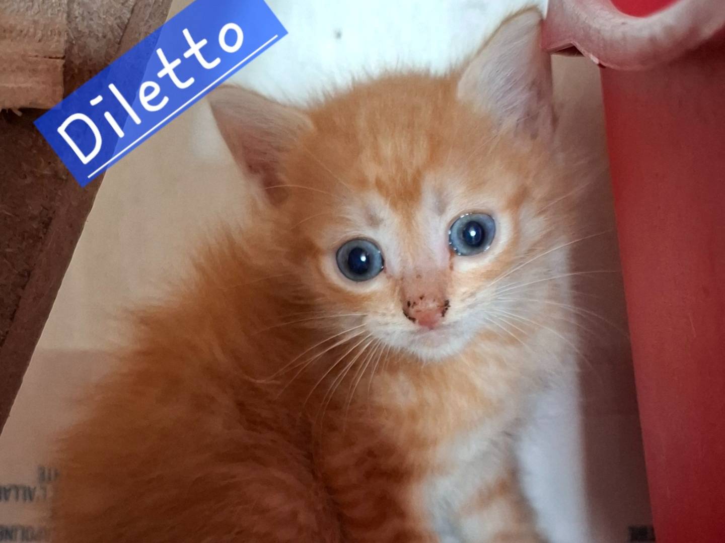 Adozione gatto, maschio, Razza sconosciuta Razza sconosciuta, 2 settimane, taglia non valida, Roma
