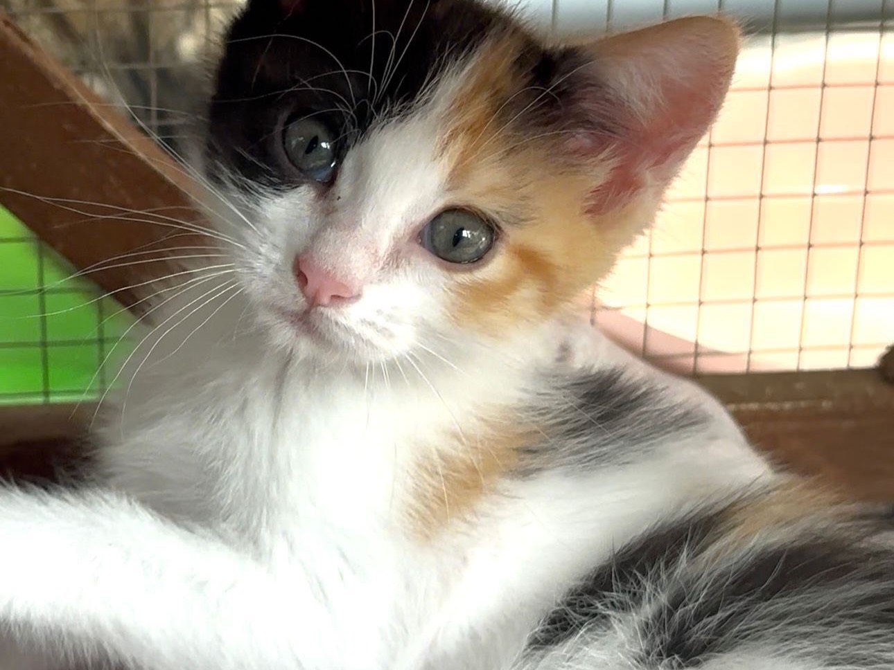 Vuoi adottare un gatto a Roma?