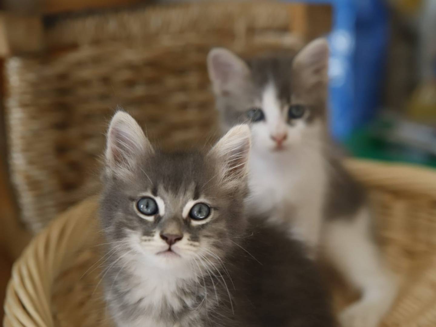 Adozione gatto, maschio, Razza sconosciuta Razza sconosciuta, 2 mesi, taglia non valida, Catanzaro