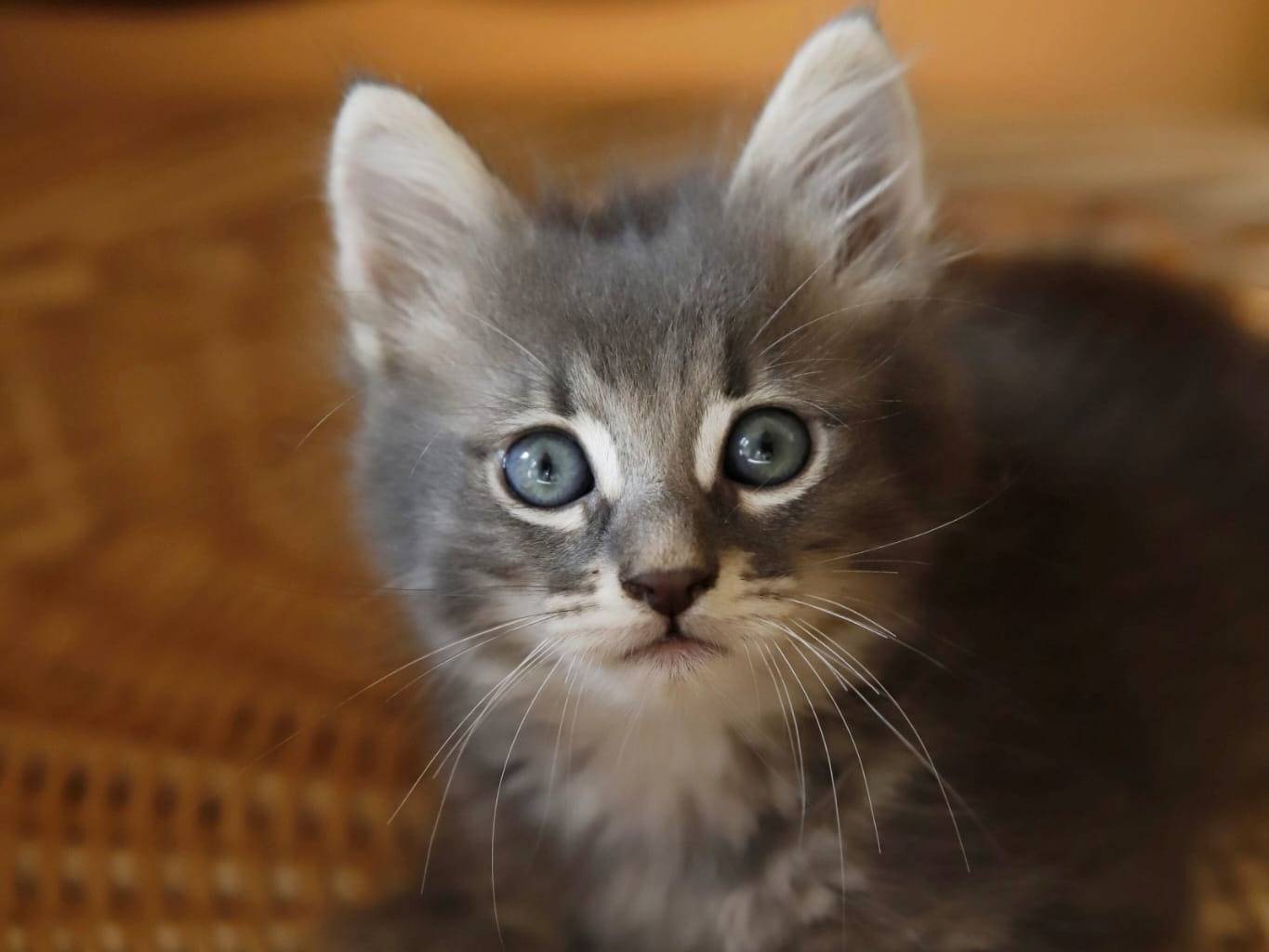 Adotta un gatto, maschio, 2 mesi, Catanzaro