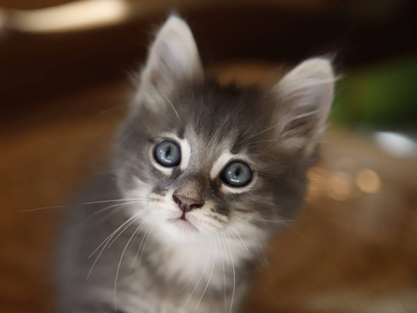 Adotta un gatto, taglia non valida, maschio, Catanzaro