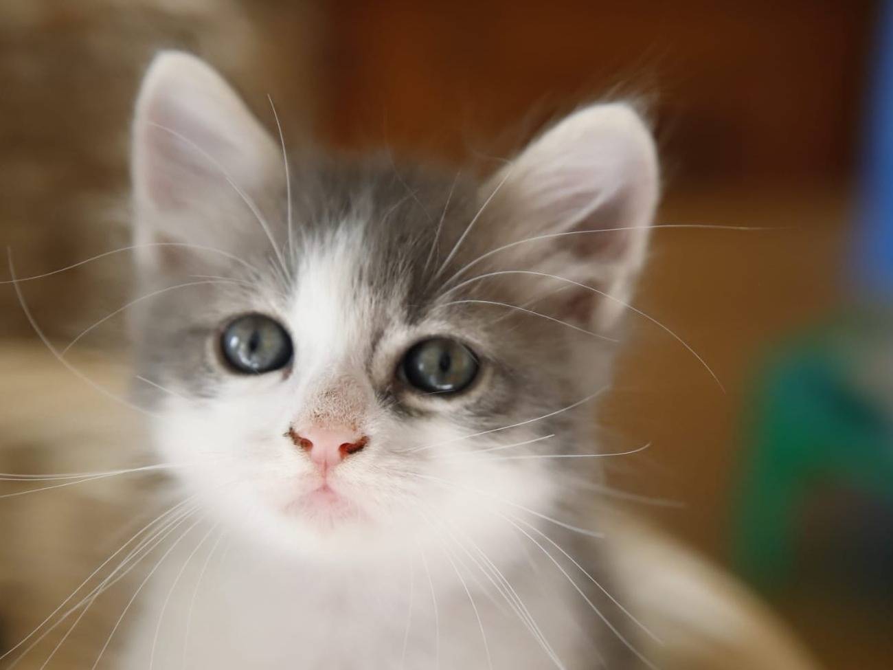 Vuoi adottare un gatto a Catanzaro?