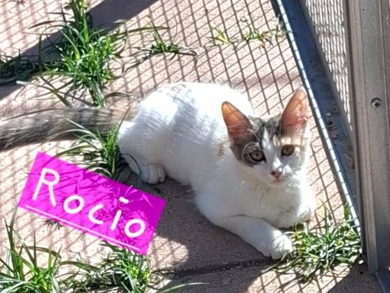 Adozione gatto, femmina, Razza sconosciuta Razza sconosciuta, 2 mesi, taglia non valida, Roma