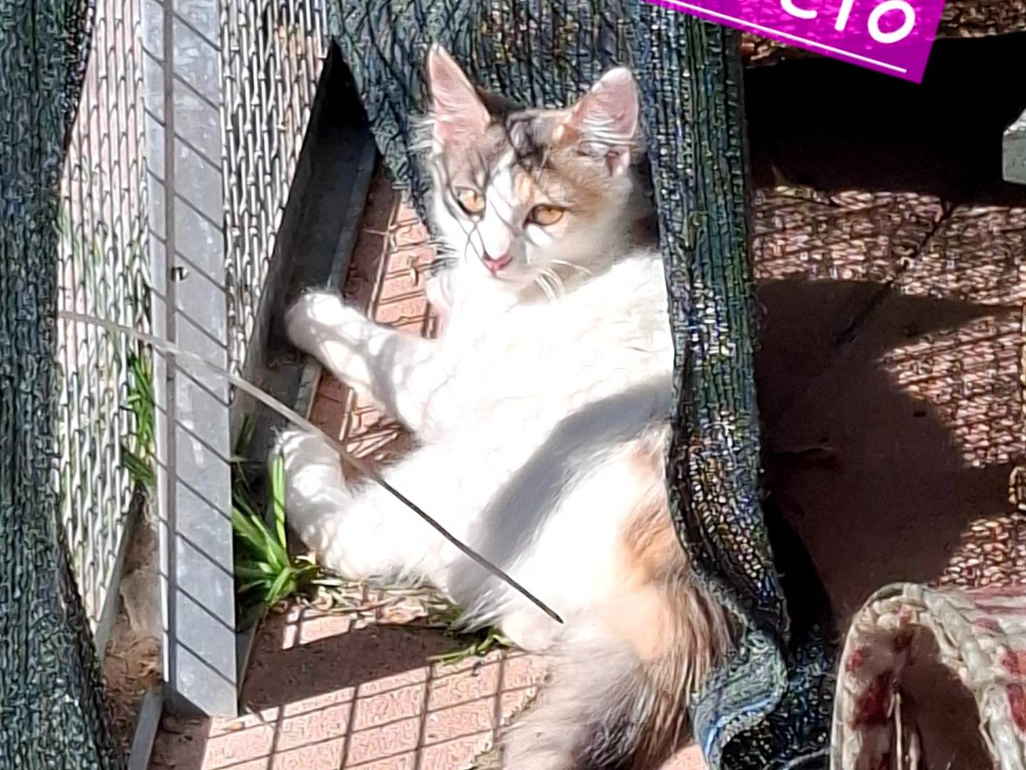 Adotta un gatto, femmina, 2 mesi, Roma