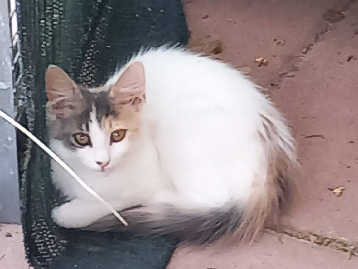 Adotta un gatto, taglia non valida, femmina, Roma