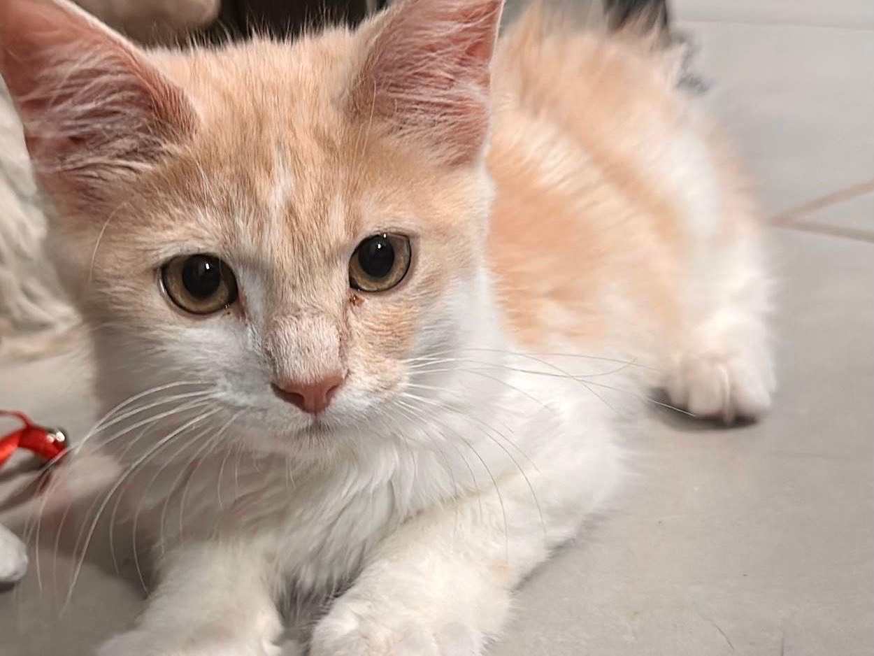 Adozione gatto, maschio, Razza sconosciuta Razza sconosciuta, 3 mesi, taglia non valida, Roma
