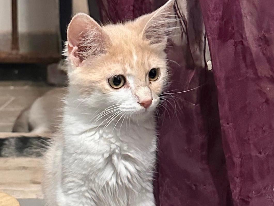 Adotta un gatto, maschio, 3 mesi, Roma