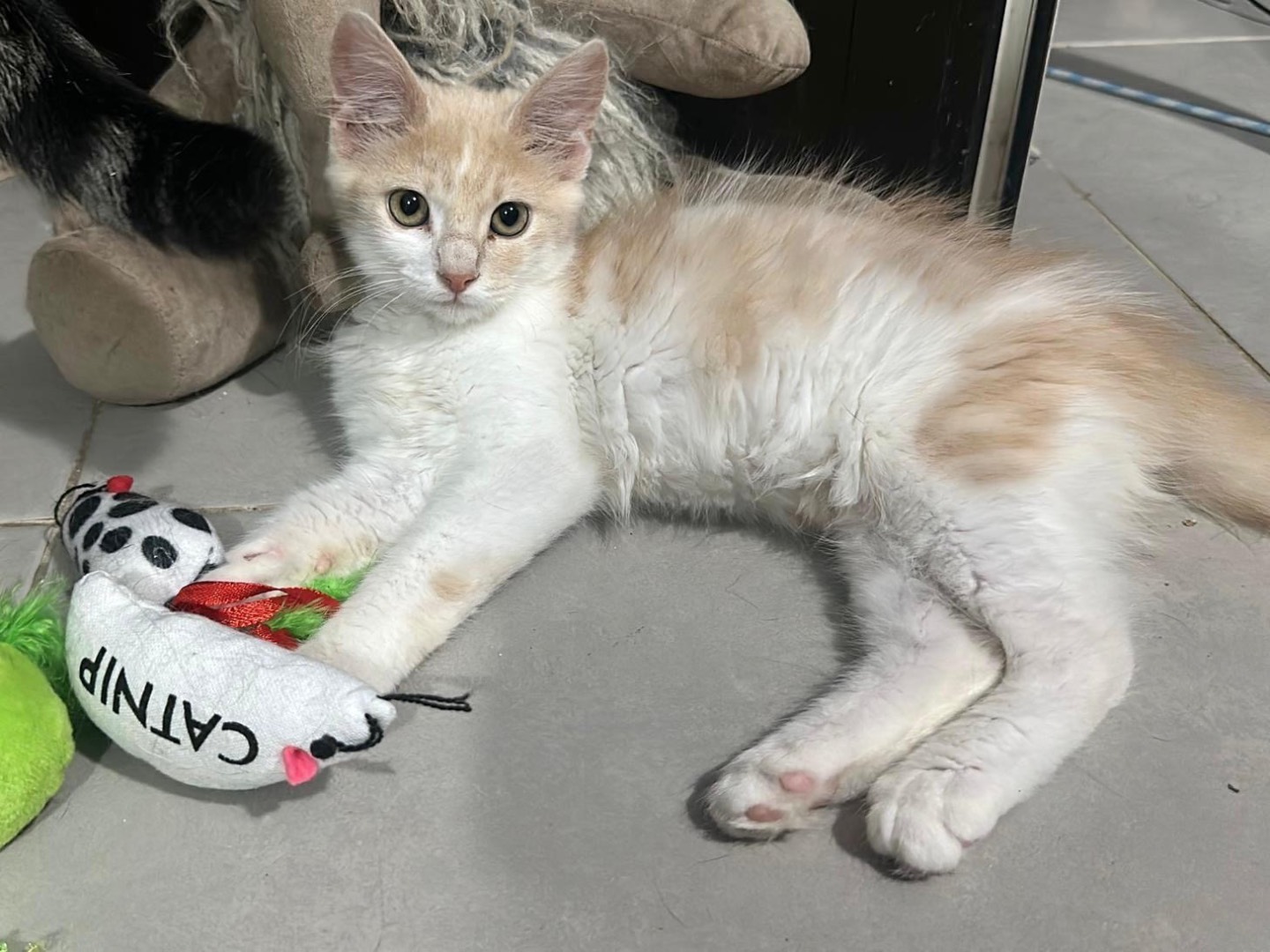 Adotta un gatto, taglia non valida, maschio, Roma