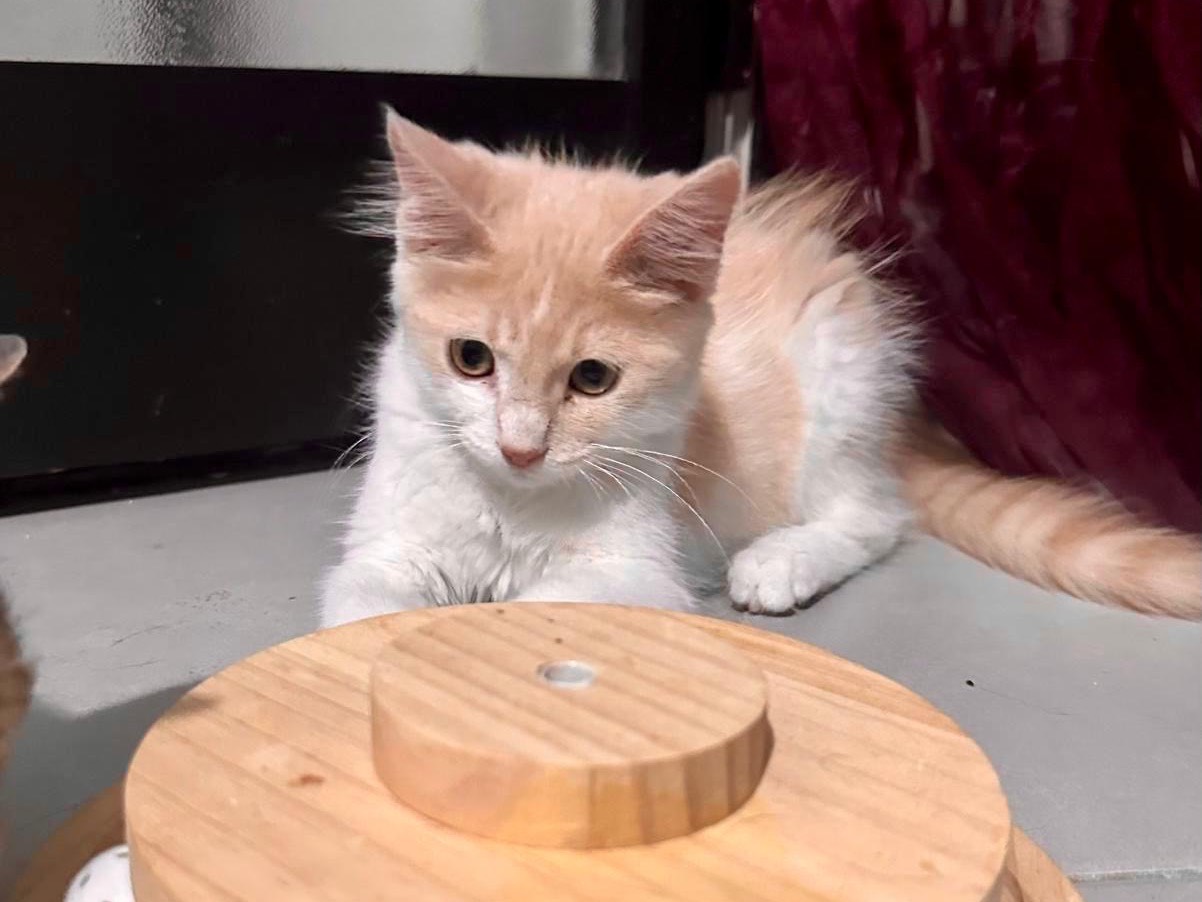 Vuoi adottare un gatto a Roma?