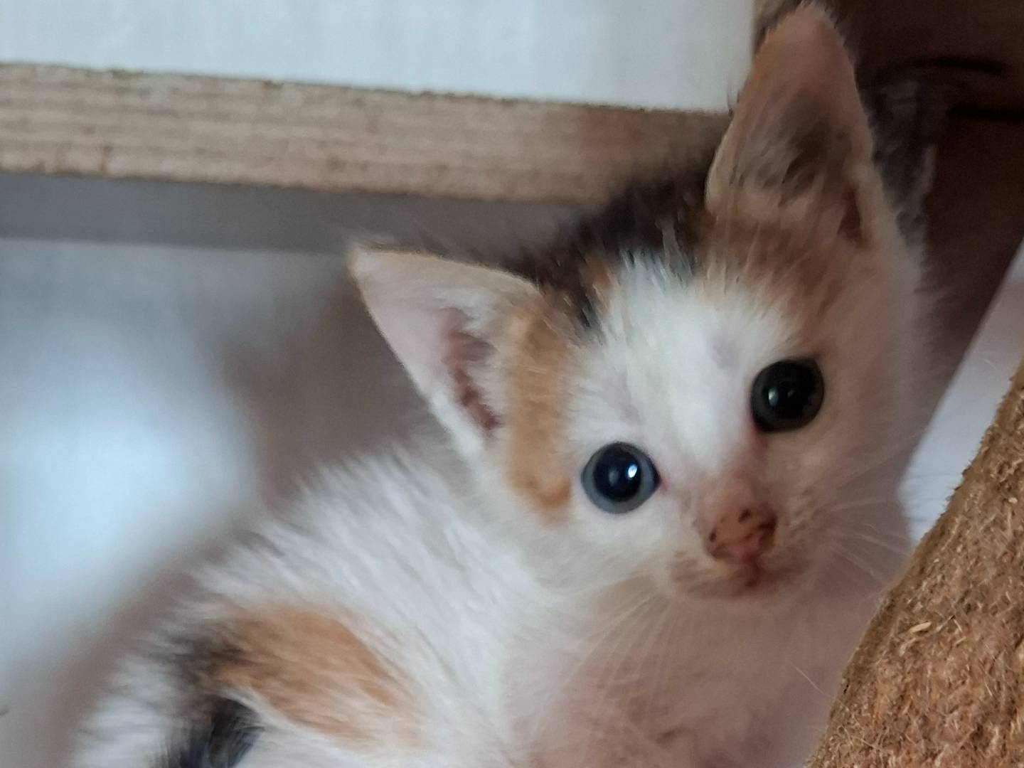 Adotta un gatto, femmina, 2 settimane, Roma
