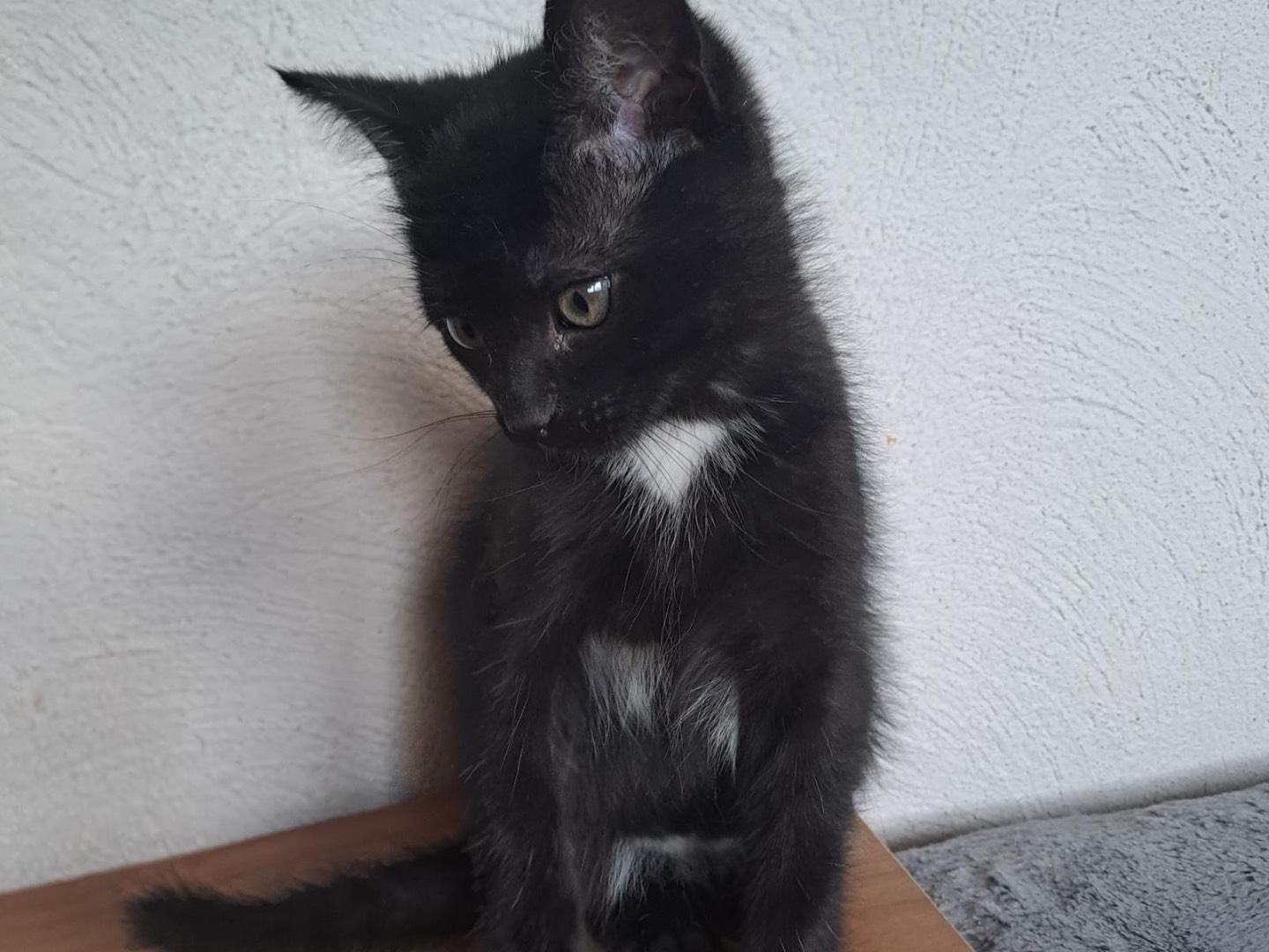 Vuoi adottare un gatto a Roma?