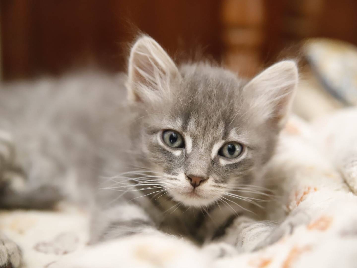 Adozione gatto, femmina, Razza sconosciuta Razza sconosciuta, 2 mesi, taglia non valida, Catanzaro