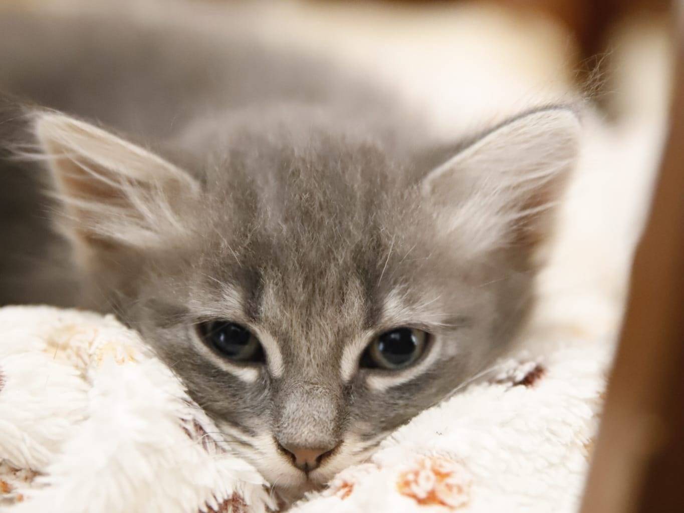 Adotta un gatto, femmina, 2 mesi, Catanzaro