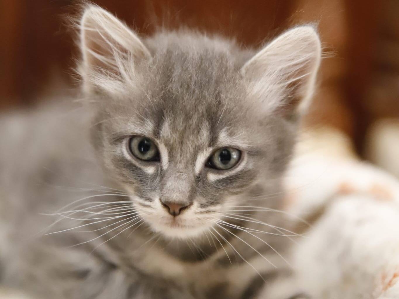 Adotta un gatto, taglia non valida, femmina, Catanzaro