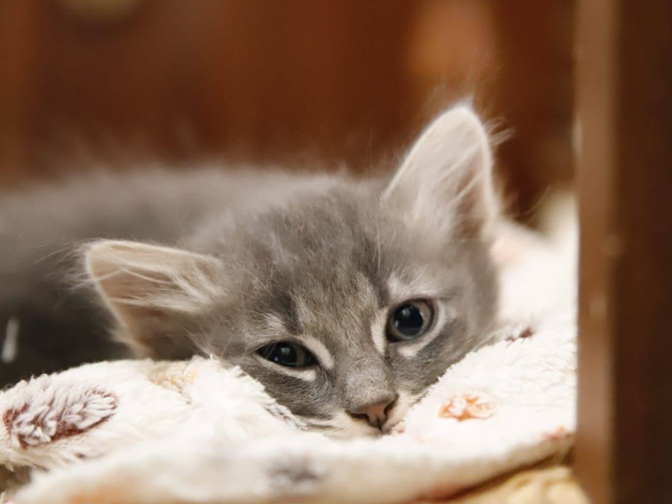 Vuoi adottare un gatto a Catanzaro?