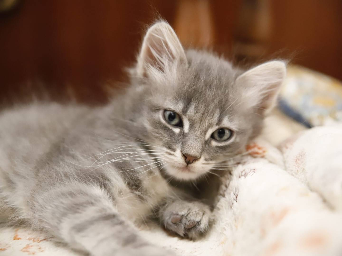 Adotta il gatto Trilly a Catanzaro