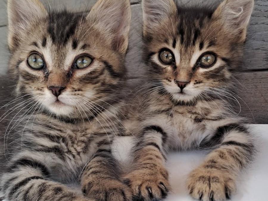 Adozione gatto, maschio, Razza sconosciuta Razza sconosciuta, 2 mesi, taglia non valida, Roma