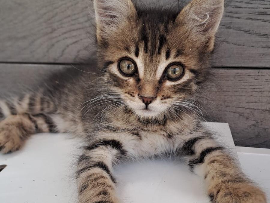 Adotta un gatto, maschio, 2 mesi, Roma