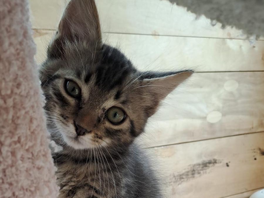 Adotta un gatto, taglia non valida, maschio, Roma