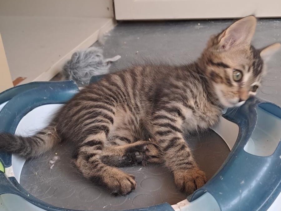 Vuoi adottare un gatto a Roma?