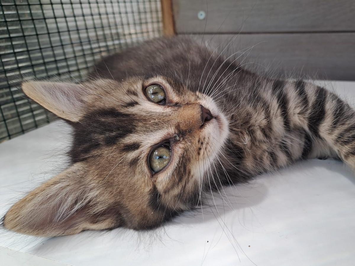 Adotta un gatto, maschio, 2 mesi, Roma