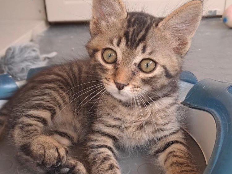 Adotta un gatto, taglia non valida, maschio, Roma