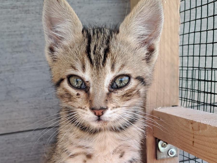 Adozione gatto, maschio, Razza sconosciuta Razza sconosciuta, 2 mesi, taglia non valida, Roma