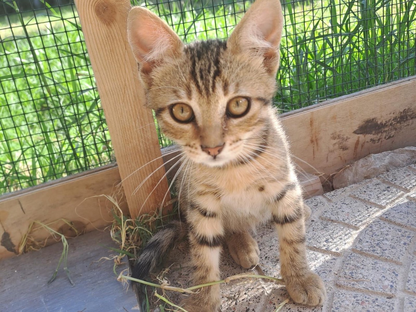 Adotta un gatto, maschio, 2 mesi, Roma