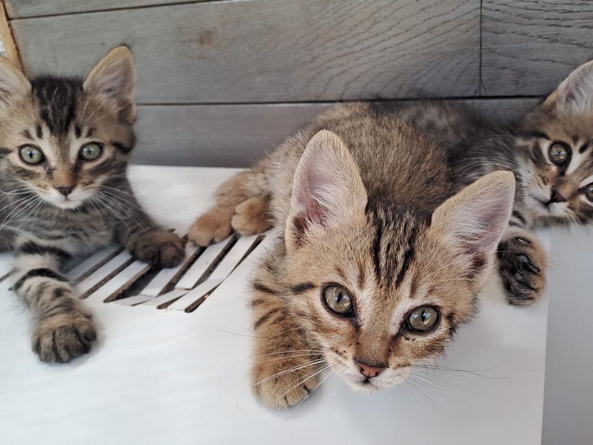 Vuoi adottare un gatto a Roma?