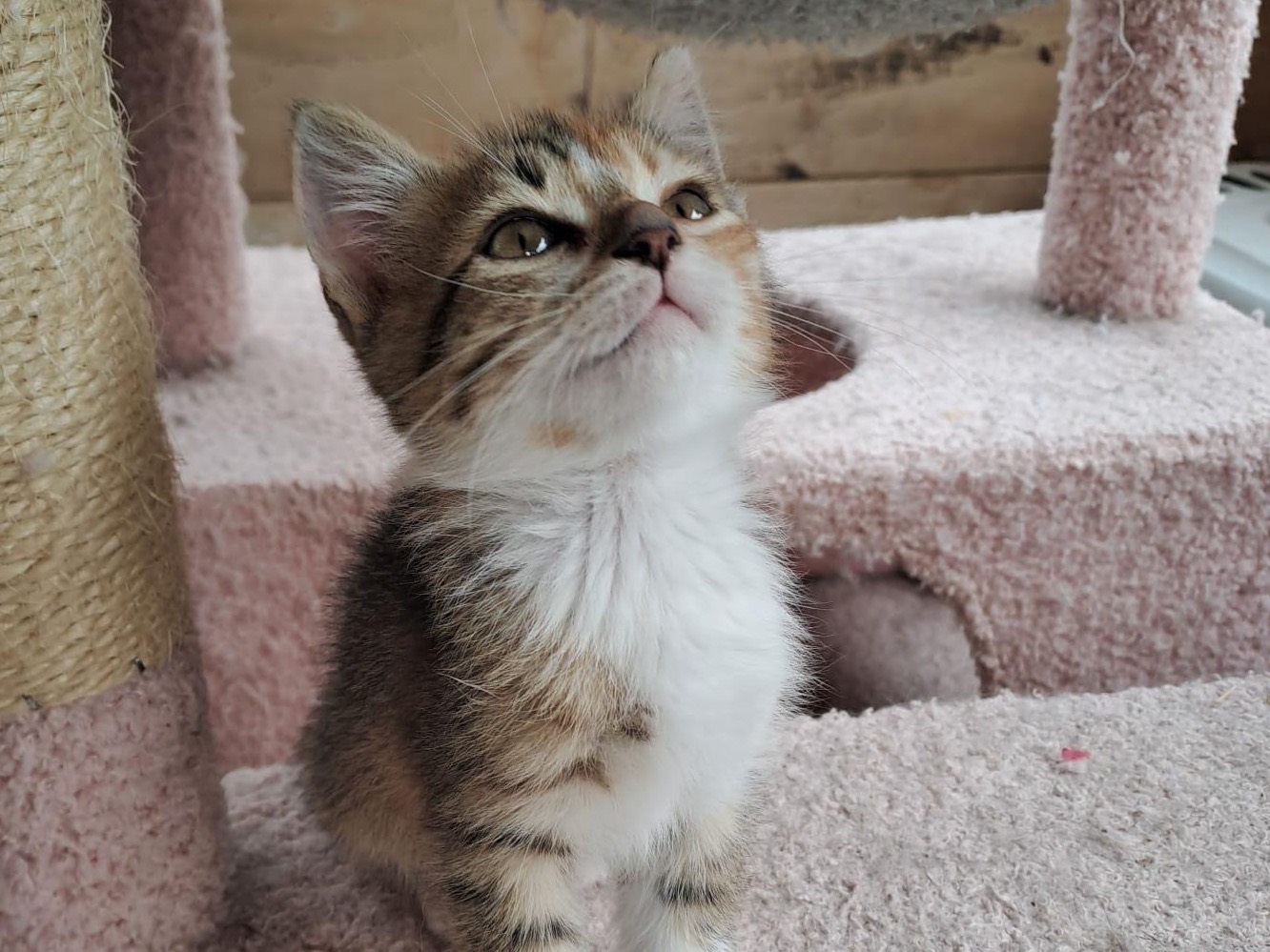 Adozione gatto, femmina, Razza sconosciuta Razza sconosciuta, 2 mesi, taglia non valida, Roma