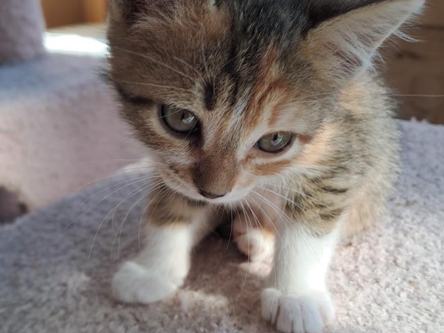Adotta un gatto, femmina, 2 mesi, Roma
