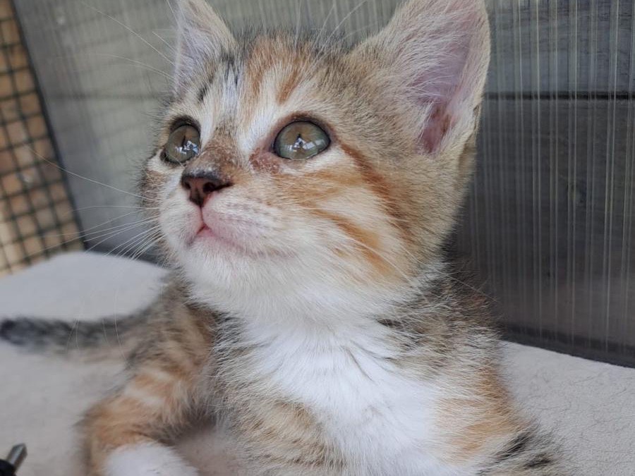 Adotta un gatto, taglia non valida, femmina, Roma