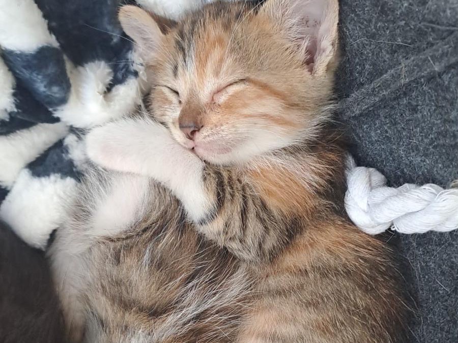 Vuoi adottare un gatto a Roma?