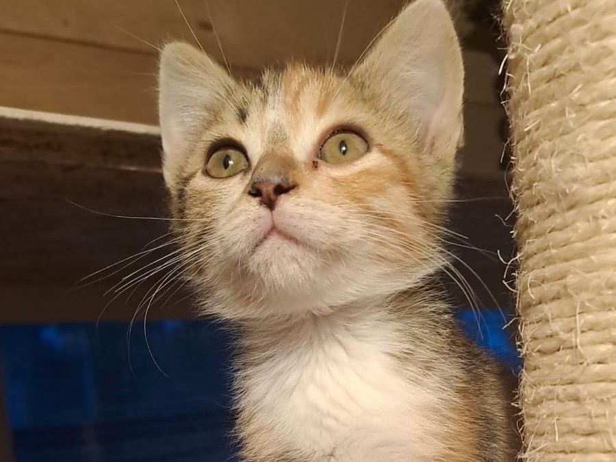 Adotta il gatto Clio a Roma