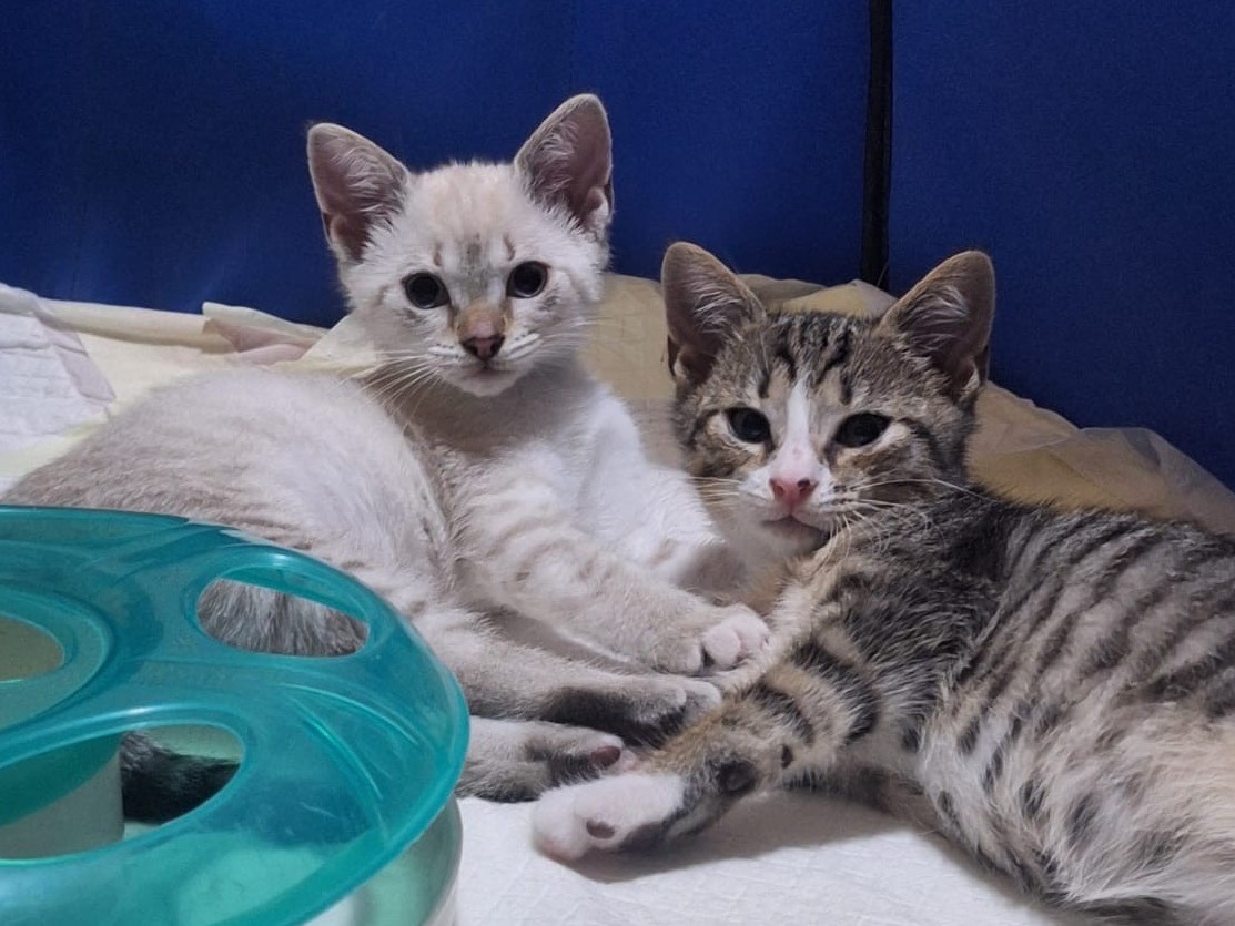 Vuoi adottare un gatto a Catanzaro?