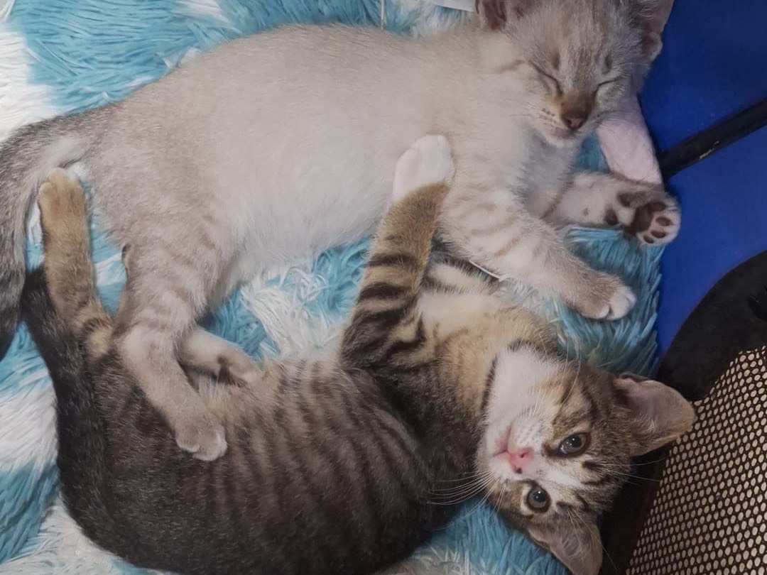 Adotta il gatto Modì a Catanzaro