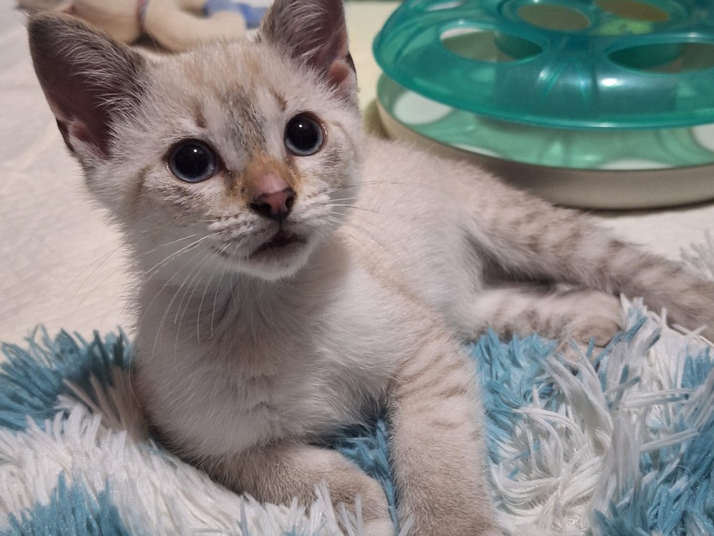 Adozione gatto, femmina, Razza sconosciuta Siamese, 2 mesi, taglia non valida, Catanzaro