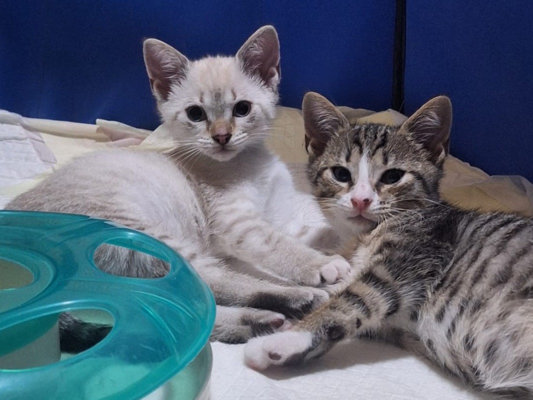 Adotta un gatto, femmina, 2 mesi, Catanzaro