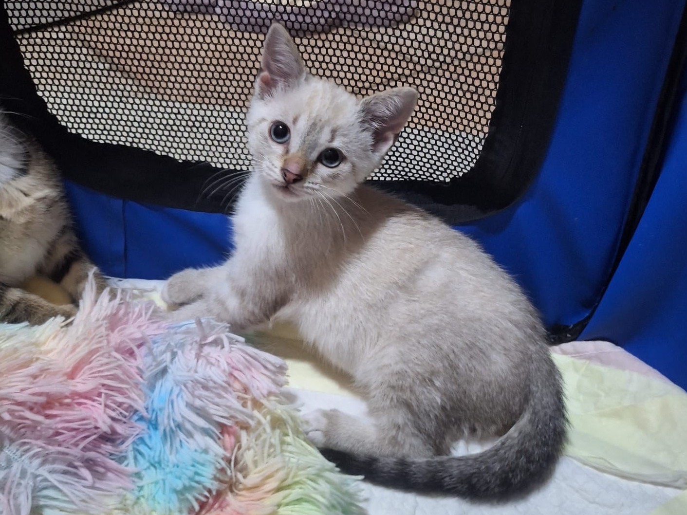 Adotta un gatto, taglia non valida, femmina, Catanzaro