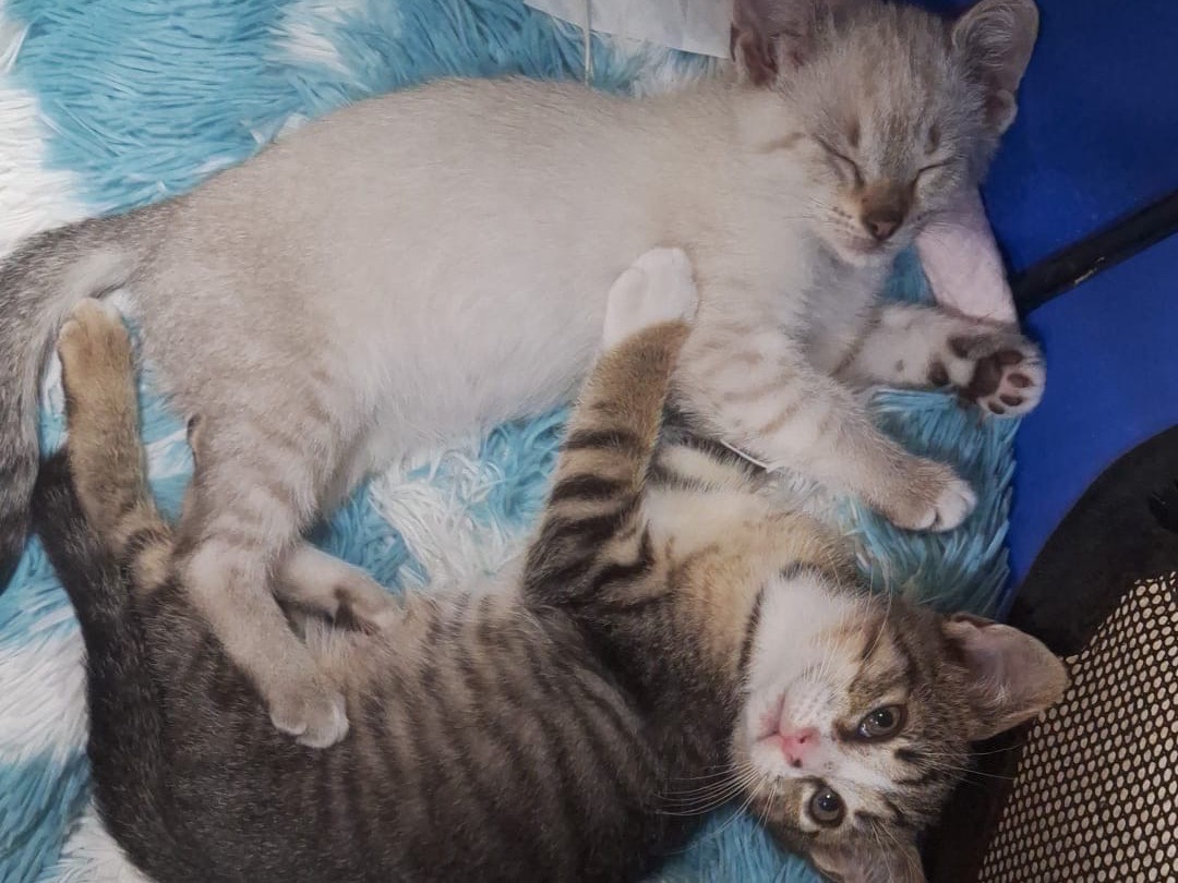 Vuoi adottare un gatto a Catanzaro?