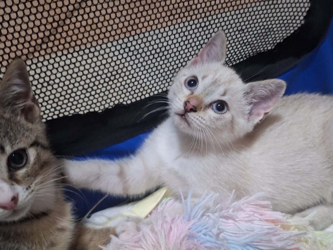Adotta il gatto Siri a Catanzaro