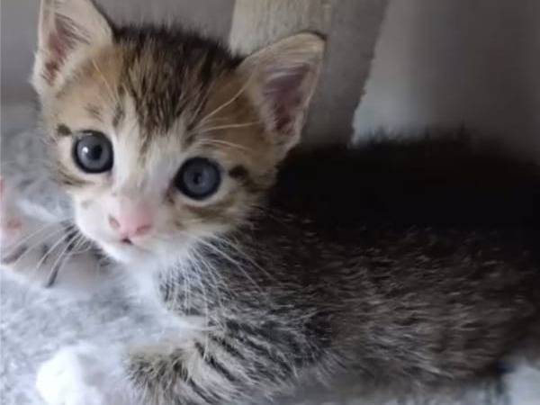 Adotta un gatto, femmina, 1 mese, Bari