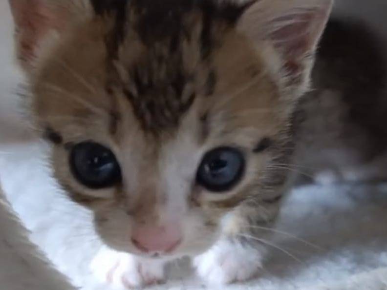 Adotta un gatto, taglia non valida, femmina, Bari