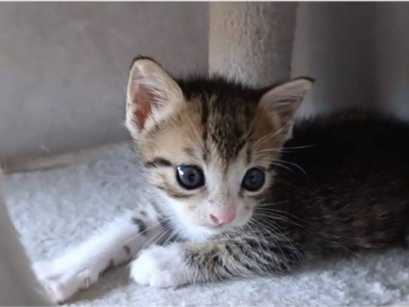 Vuoi adottare un gatto a Bari?